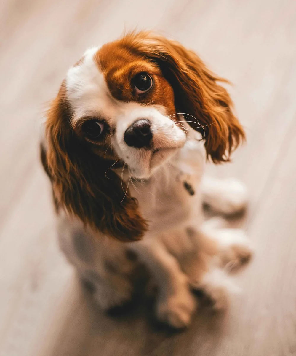 Happy adopted pets with their families