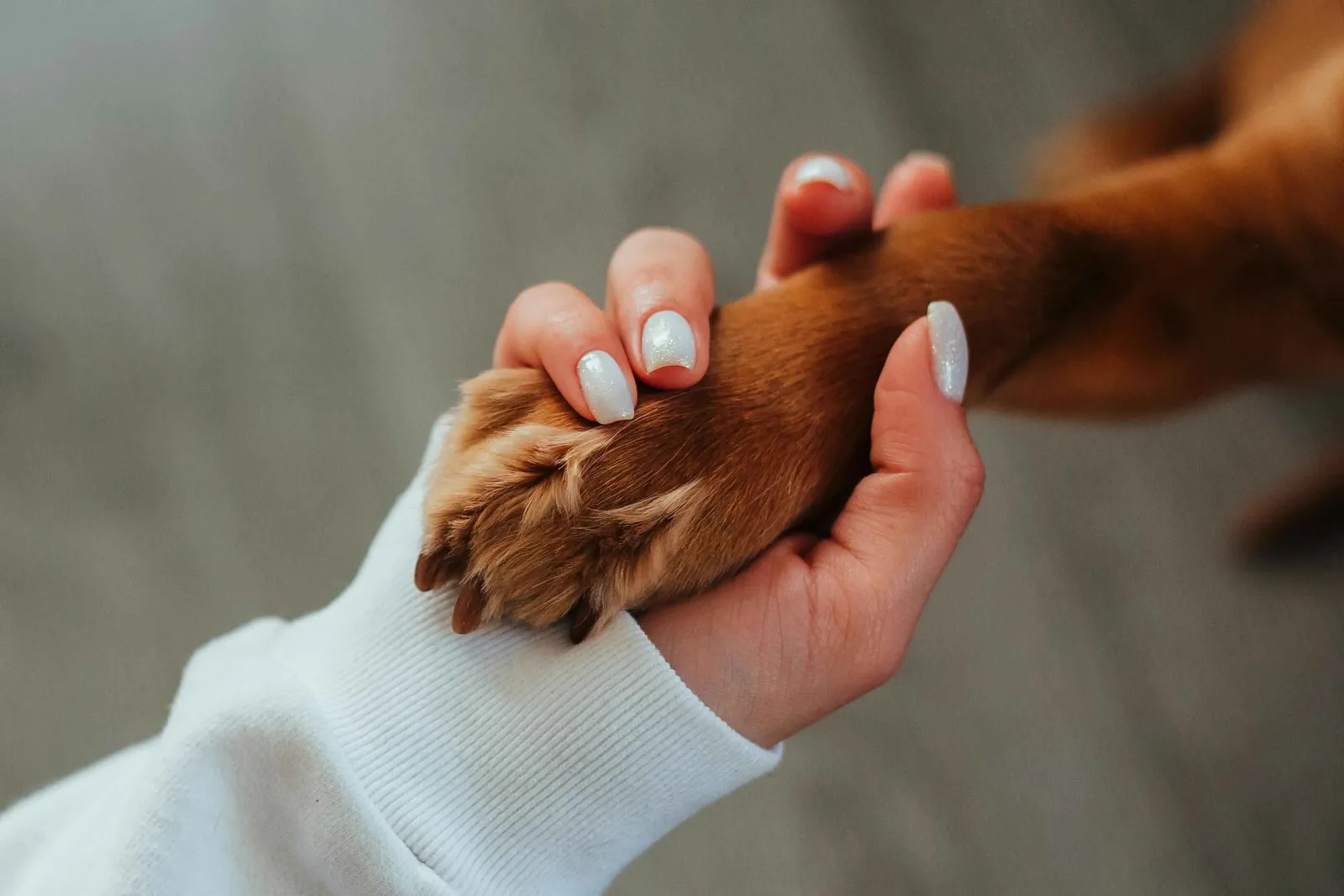 Happy pets waiting for adoption